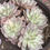 Thumbnail: Echeveria Margaret variegated cluster in 5” pot
