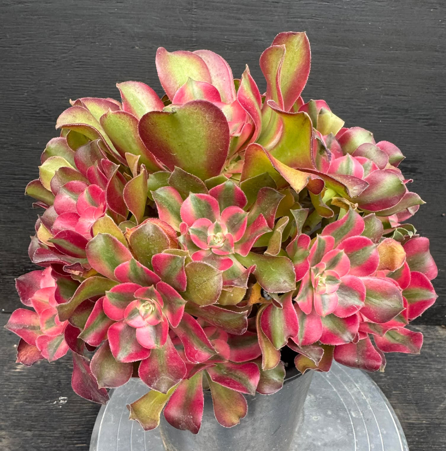 Aeonium Devin Delight variegated cluster with many rosettes in 1 gallon pot #83