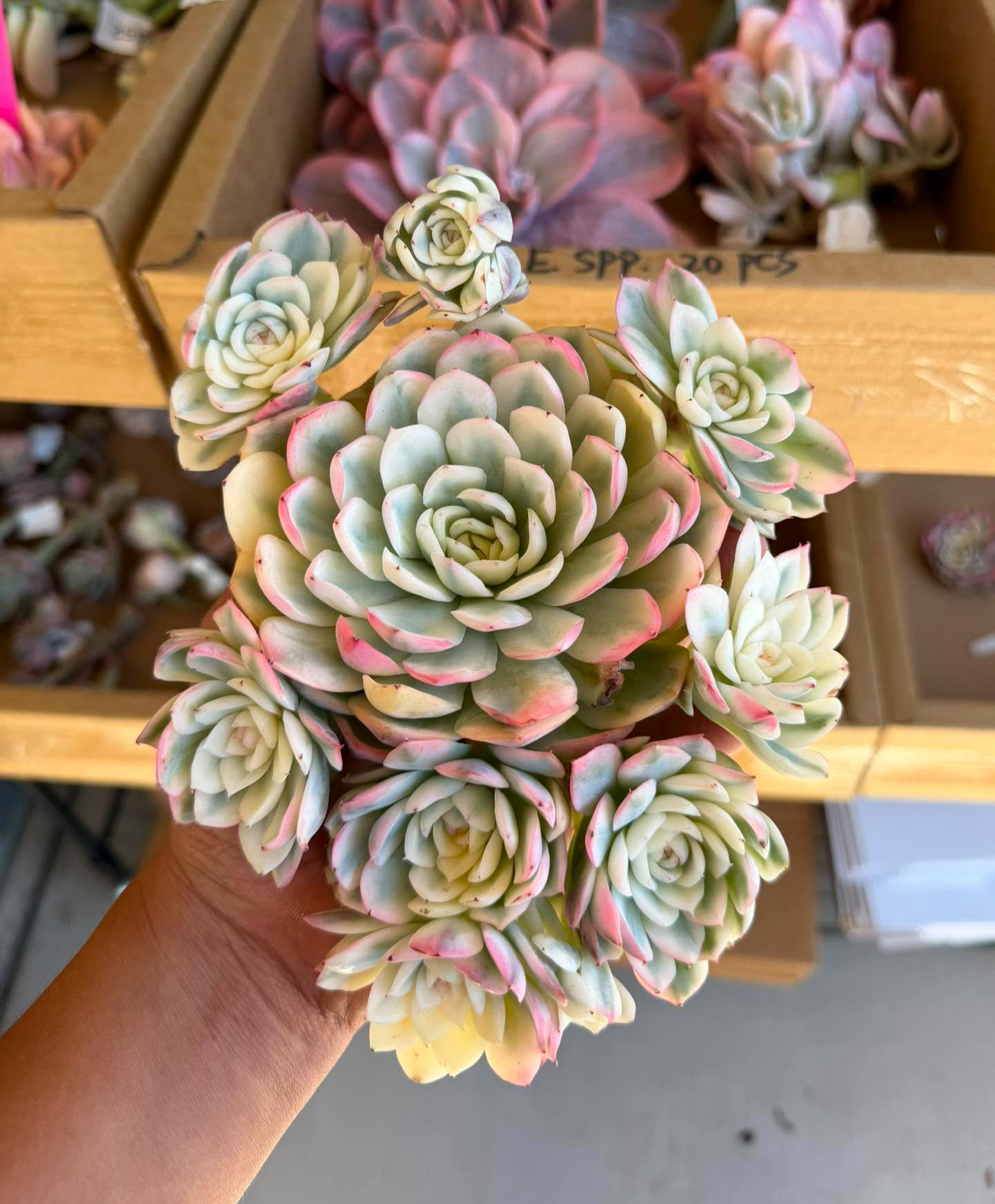 Echeveria han crystal