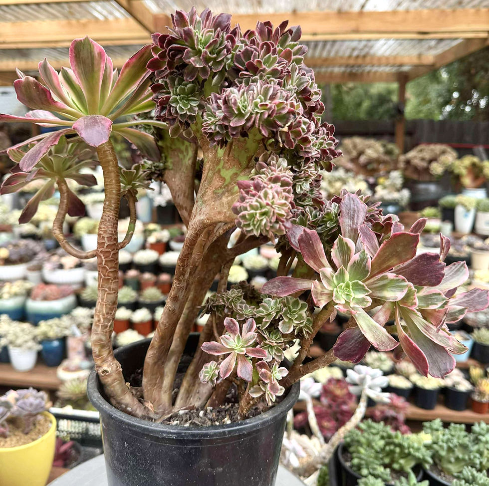 Aeonium Wedding Dress variegated crest