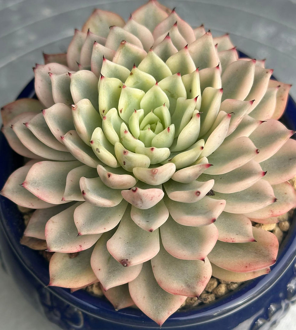 Thumbnail: Echeveria Mexensis Zaragosa variegated 