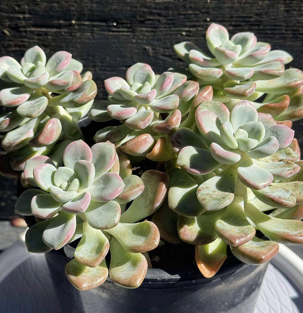 Thumbnail: Graptoveria Spotted Deer cluster