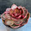 Thumbnail: Echeveria Red Tan well rooted and overgrown in 5” pot