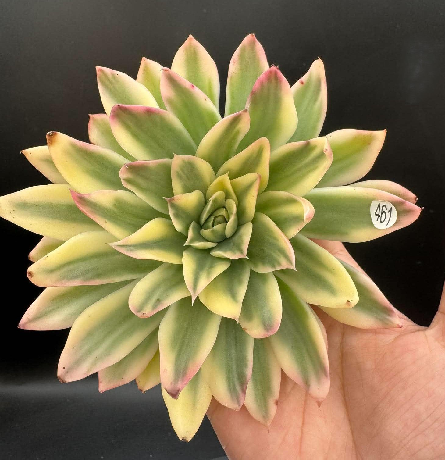 Echeveria Seawave variegated #461