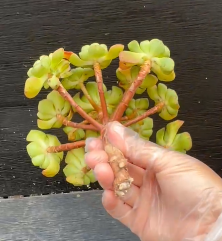 Thumbnail: Aeonium Lilly Pad Thick Leaves GC