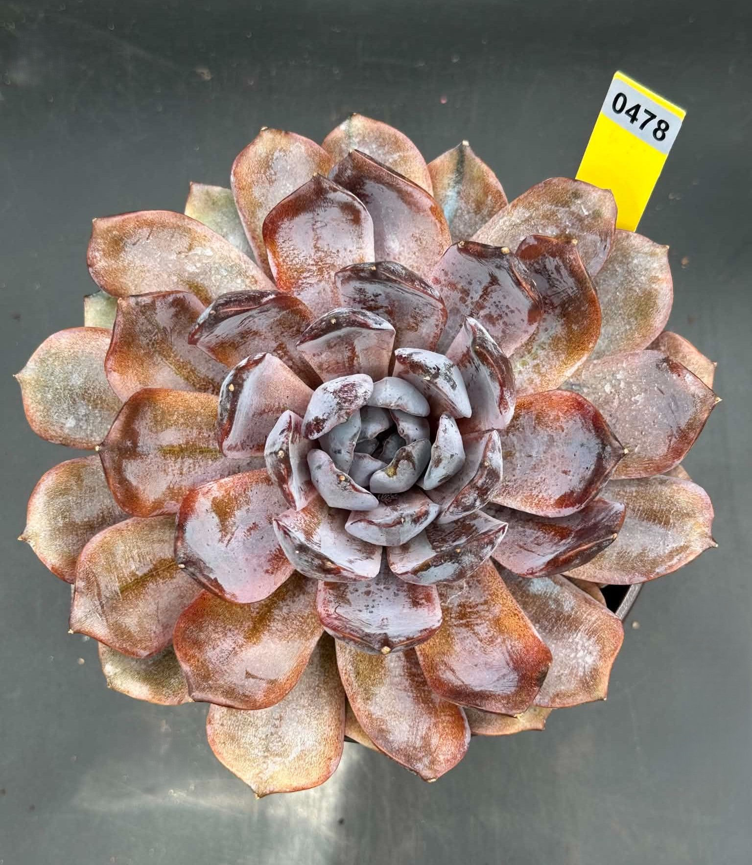 Echeveria Forbidden City Grafting #0478