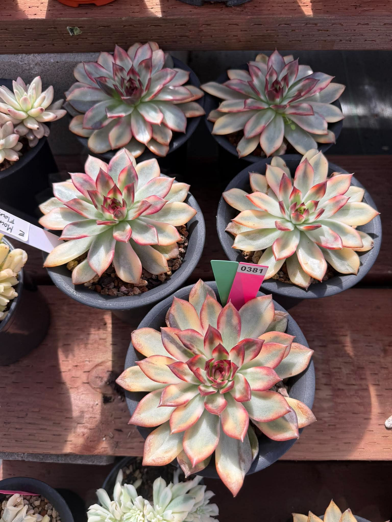 Echeveria Mountain flame