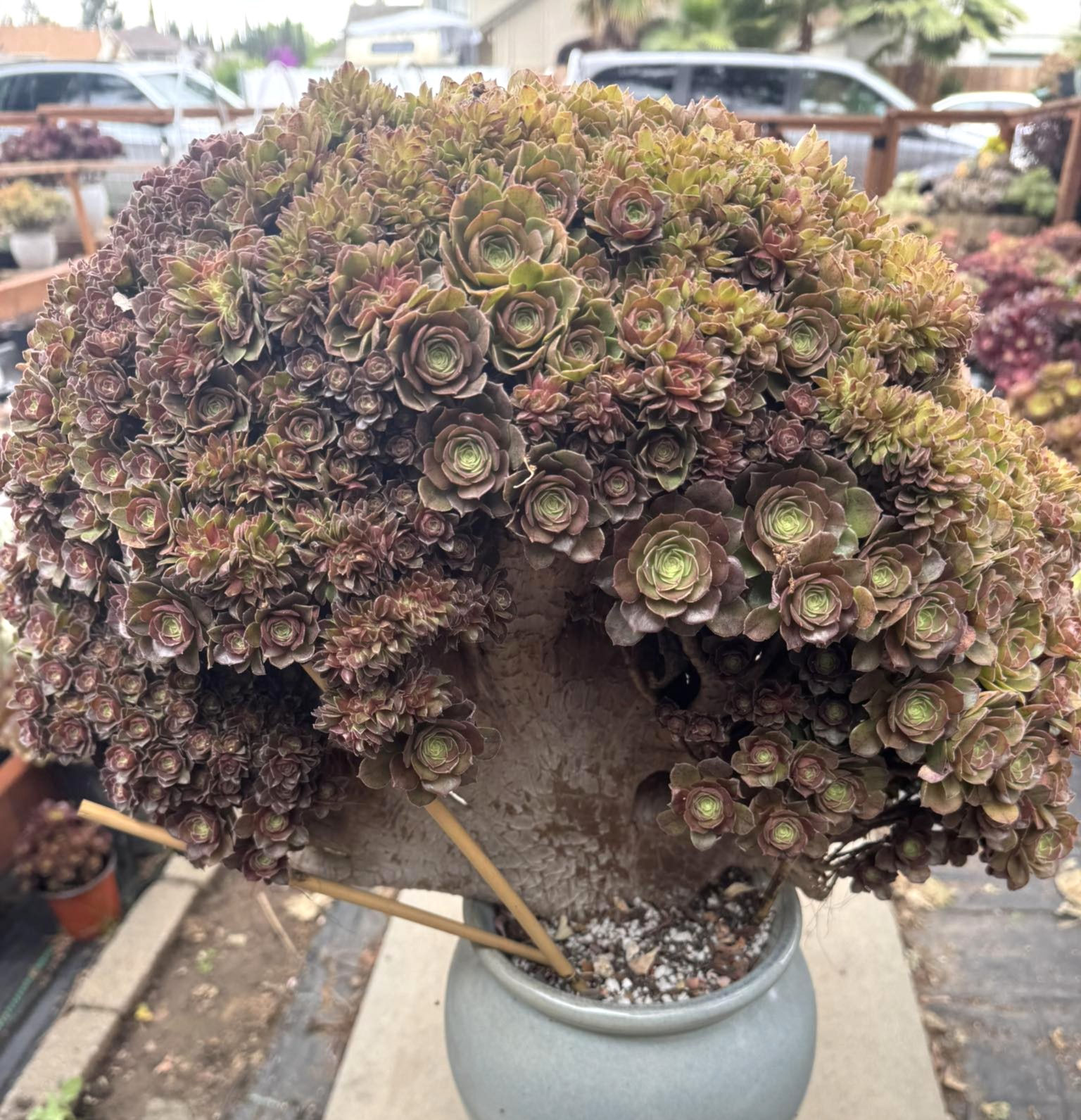 A Halloween Million Rose collection piece 20”x18”x15”