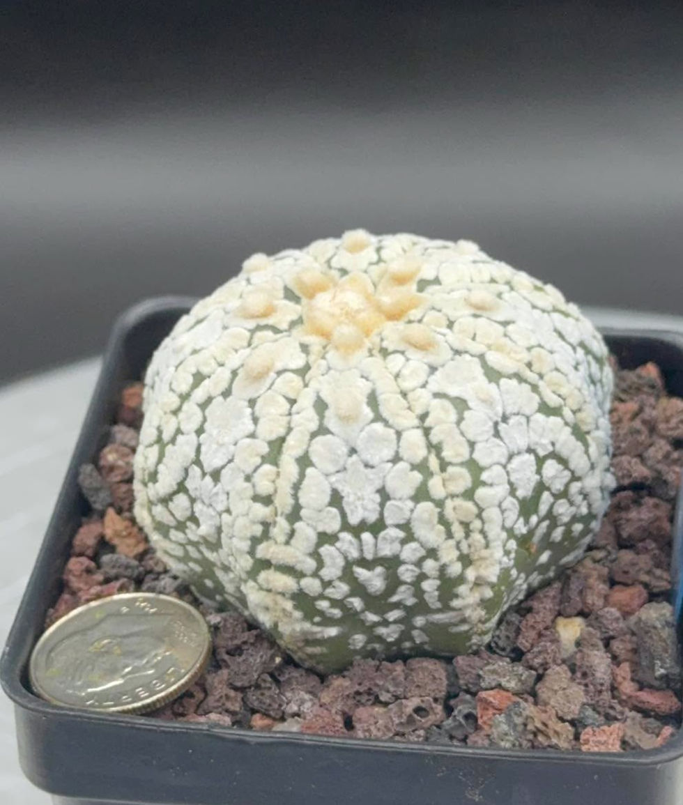 Thumbnail: Astro - seed Grown - Thailand import - Healthy roots system #0298
