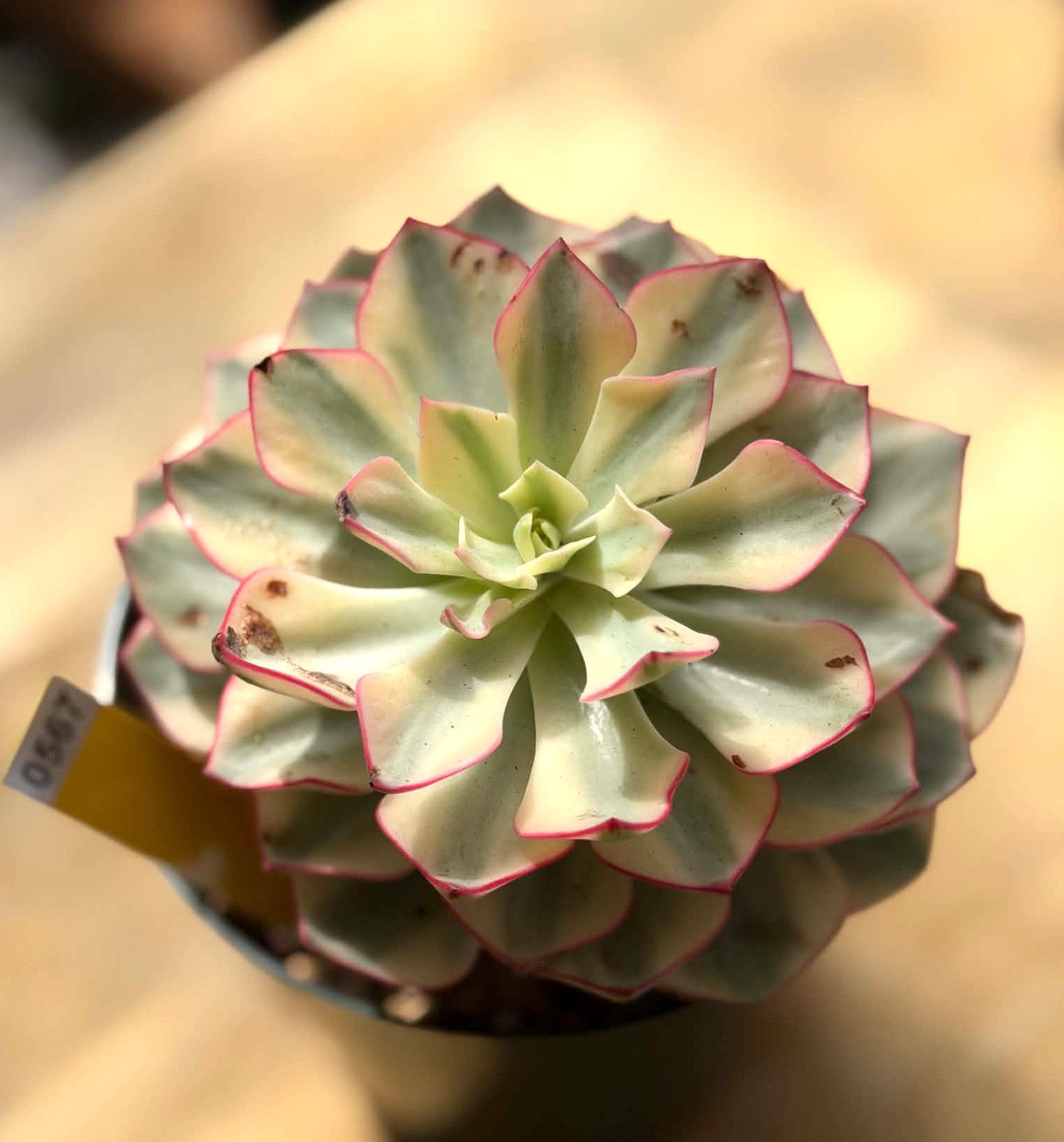 Rare and big Echeveria Strictiflora variegated in 6” pot #0567
