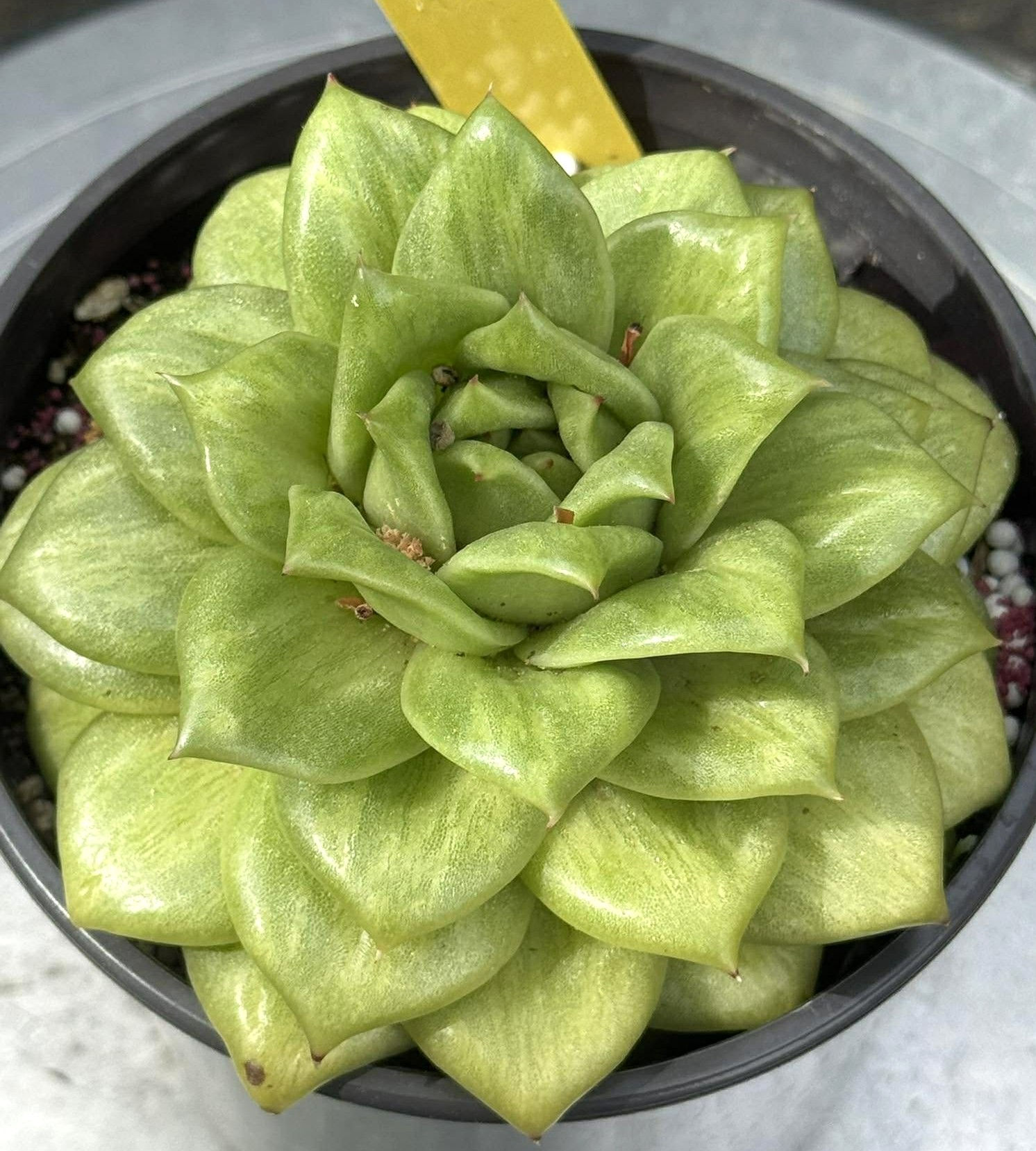 Echeveria Green Rose well rooted in 5” pot #28