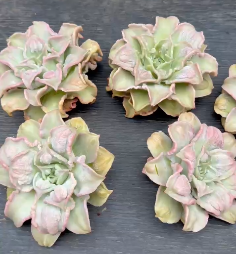 Thumbnail: Echeveria White Madiba with Bump