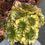 Thumbnail: Aeonium Rotate variegated cluster well rooted in 1 gallon pot #11
