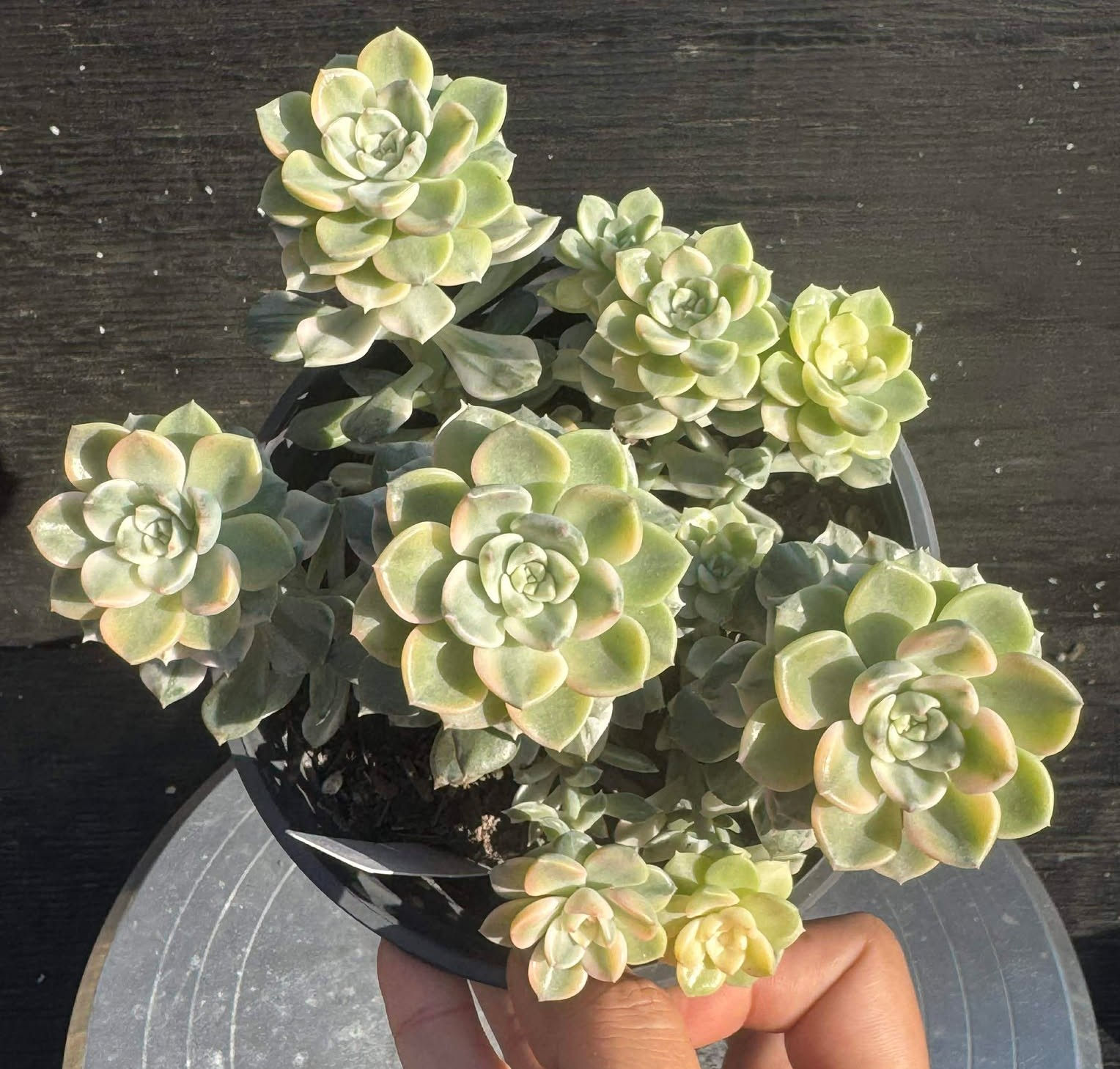 Echeveria Tinker Belle well rooted in 5” pot #P13