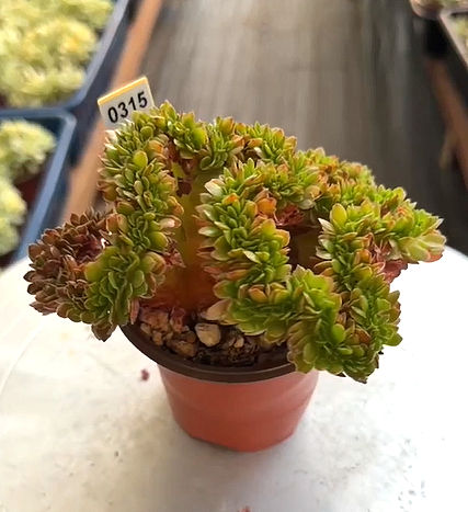 Echeveria Candy Crest - well rooted in 4" pot #0315