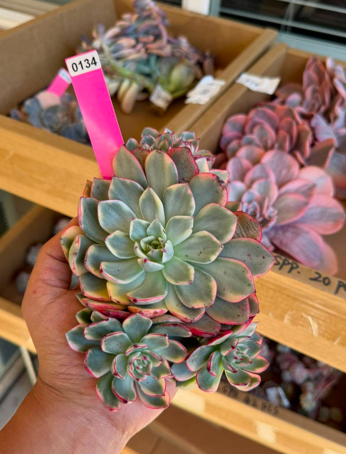 Echeveria matador #0134