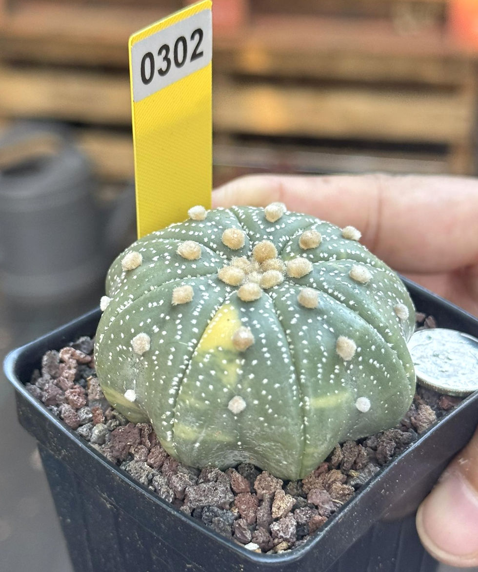 Thumbnail: Astro - seed Grown - Thailand import - Healthy roots system #0302