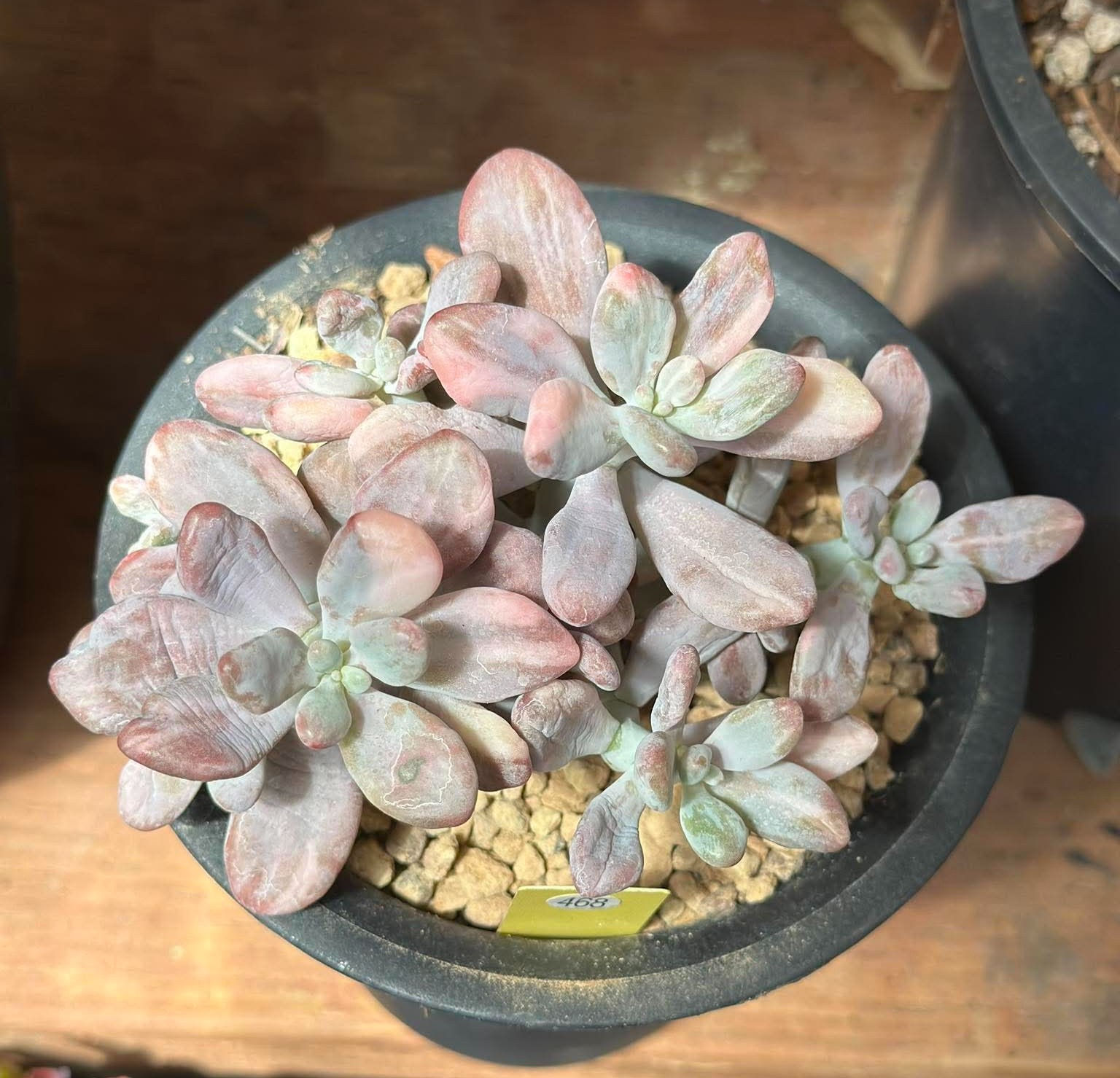 Pink Moonstone variegated - new import #468