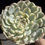 Thumbnail: Echeveria Chihuahuaensis 6-7” variegated
