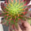 Thumbnail: Aeonium Sunrise cutting no roots