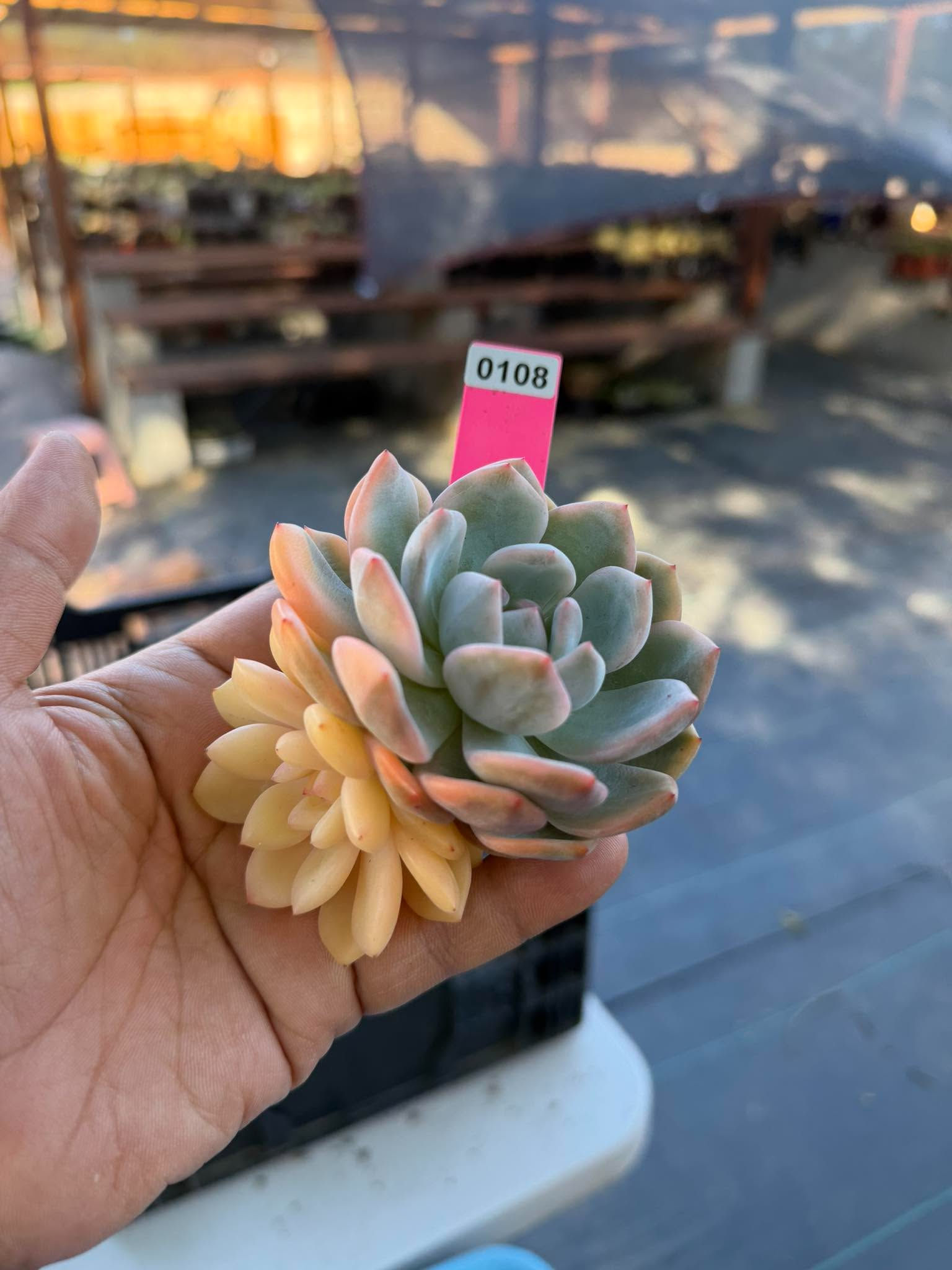 Monroe cluster #0108