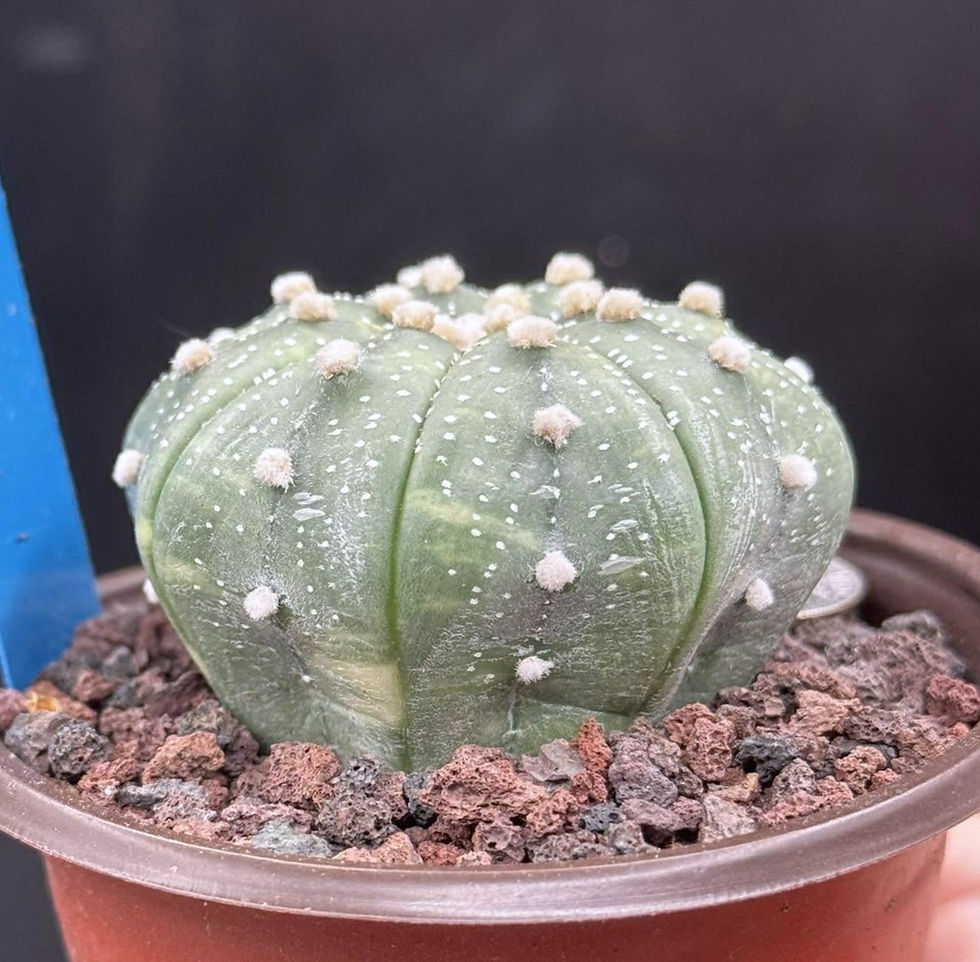 Thumbnail: Astro- seed grown- healthy roots - imported from Thailand #0242