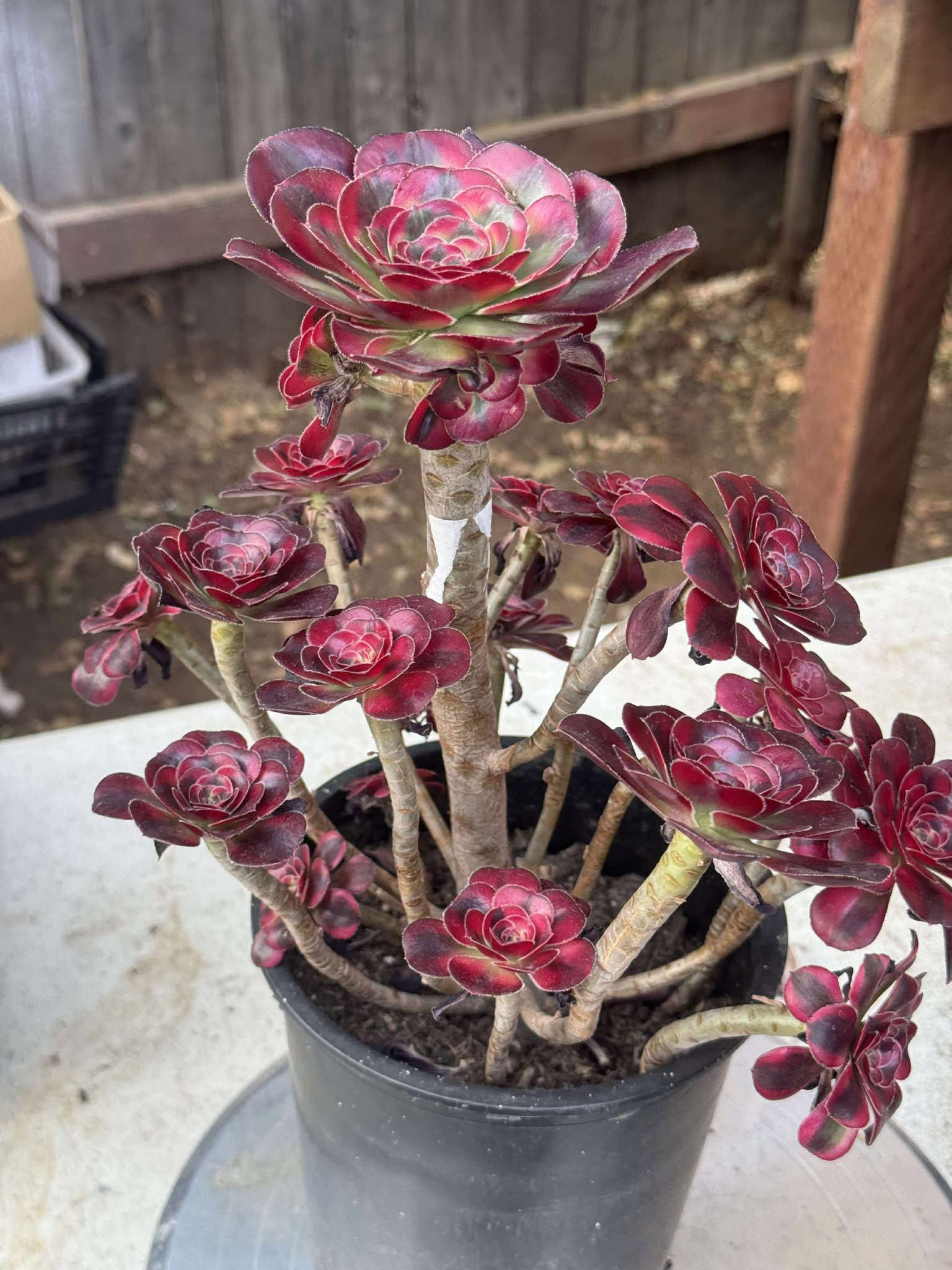 Aeonium Chanel Rose each cluster in 1 gallon pot - no roots