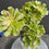 Thumbnail: Aeonium Devin Delight variegated crest #6