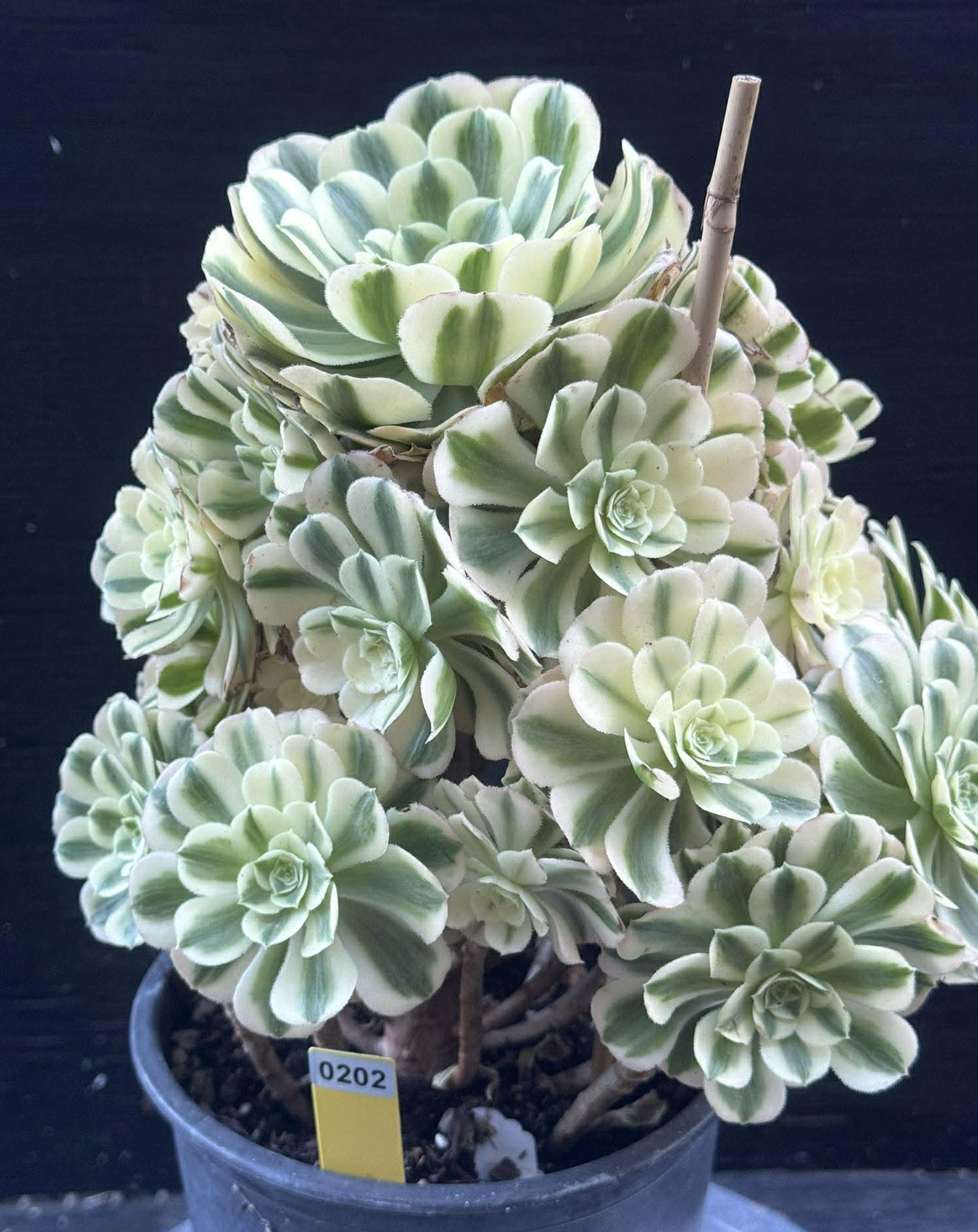 Aeonium Maybach Cluster #0202