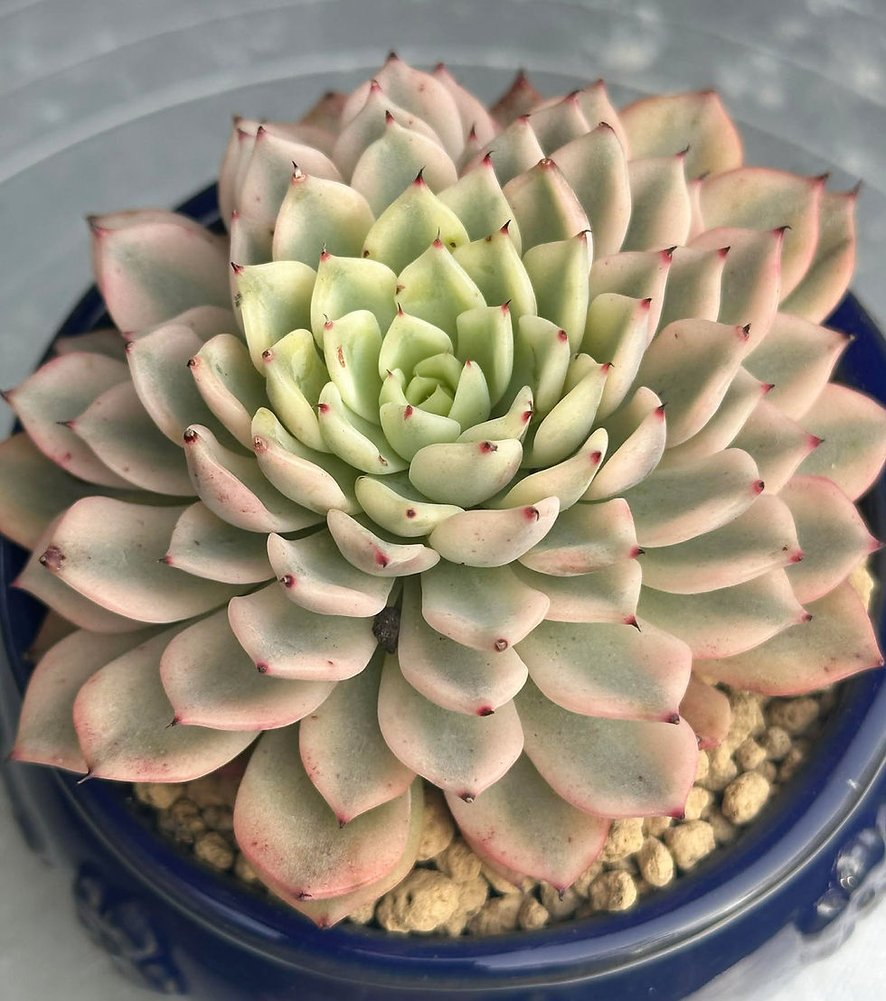 Thumbnail: Echeveria Mexensis Zaragosa variegated 