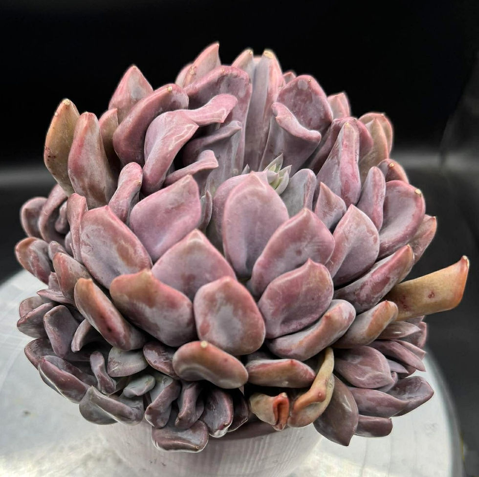 Thumbnail: Big Echeveria Pink Cupid cluster #6