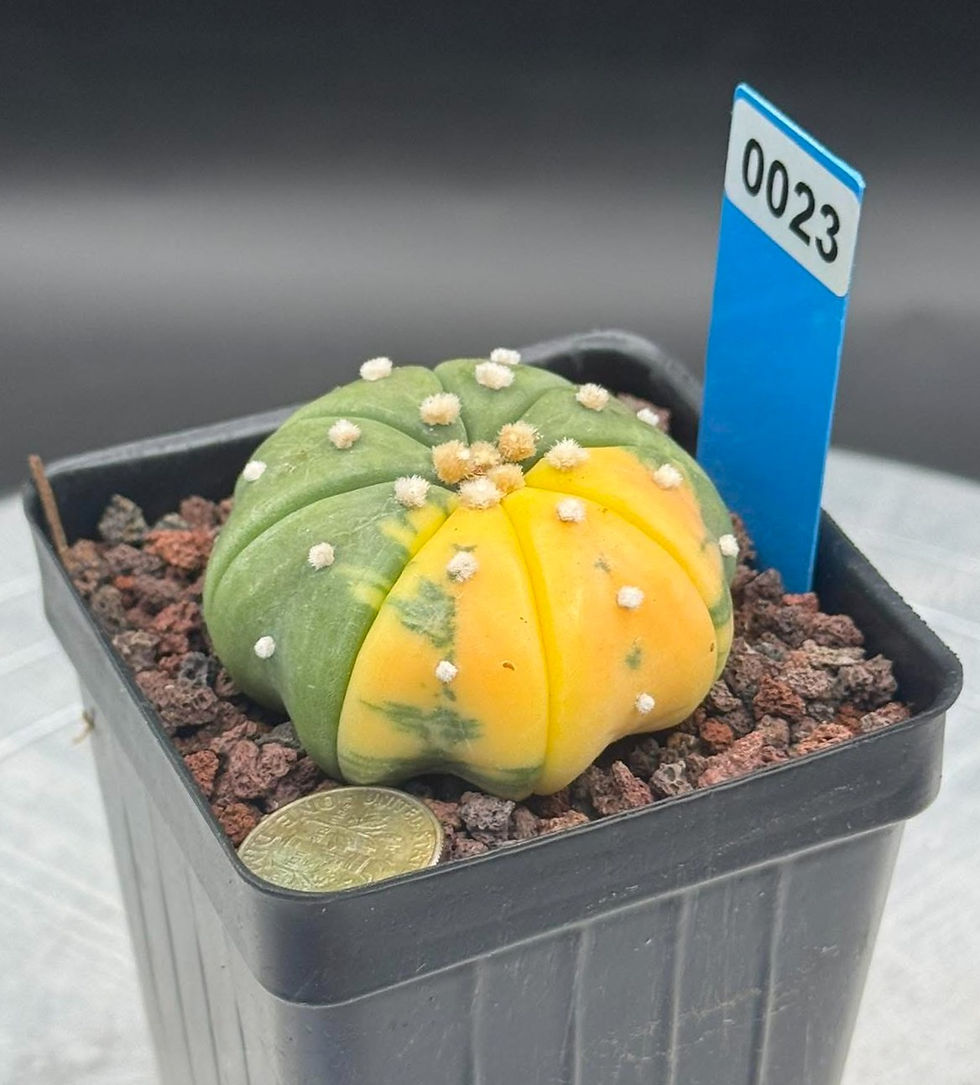 Thumbnail: Astro var - seed Grown - Thailand import - Healthy roots system #0023
