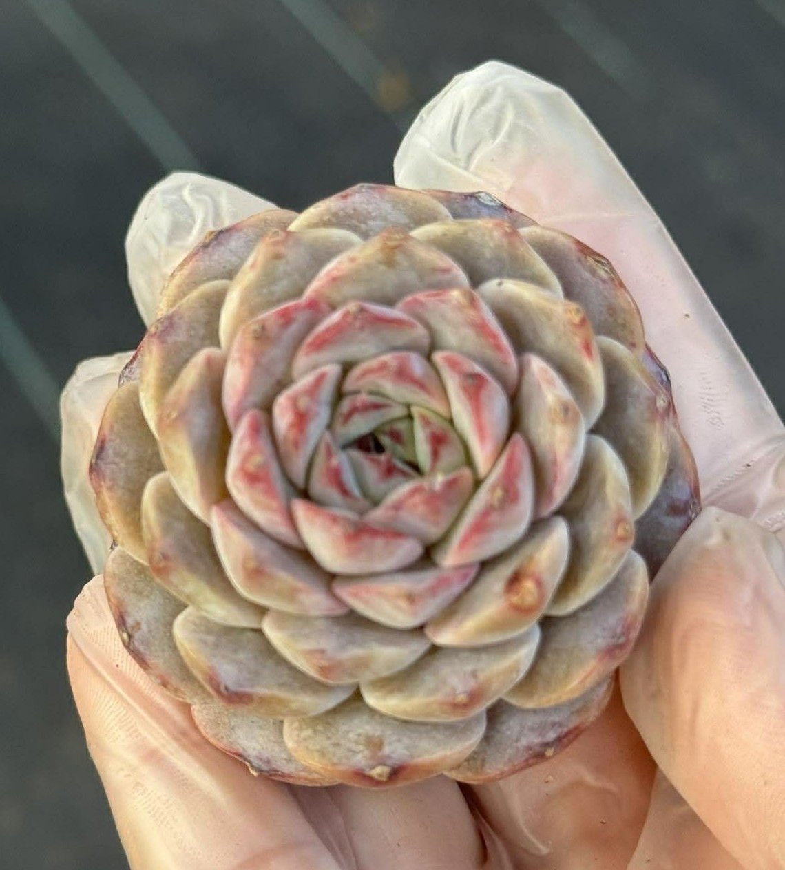 Echeveria Black Swan