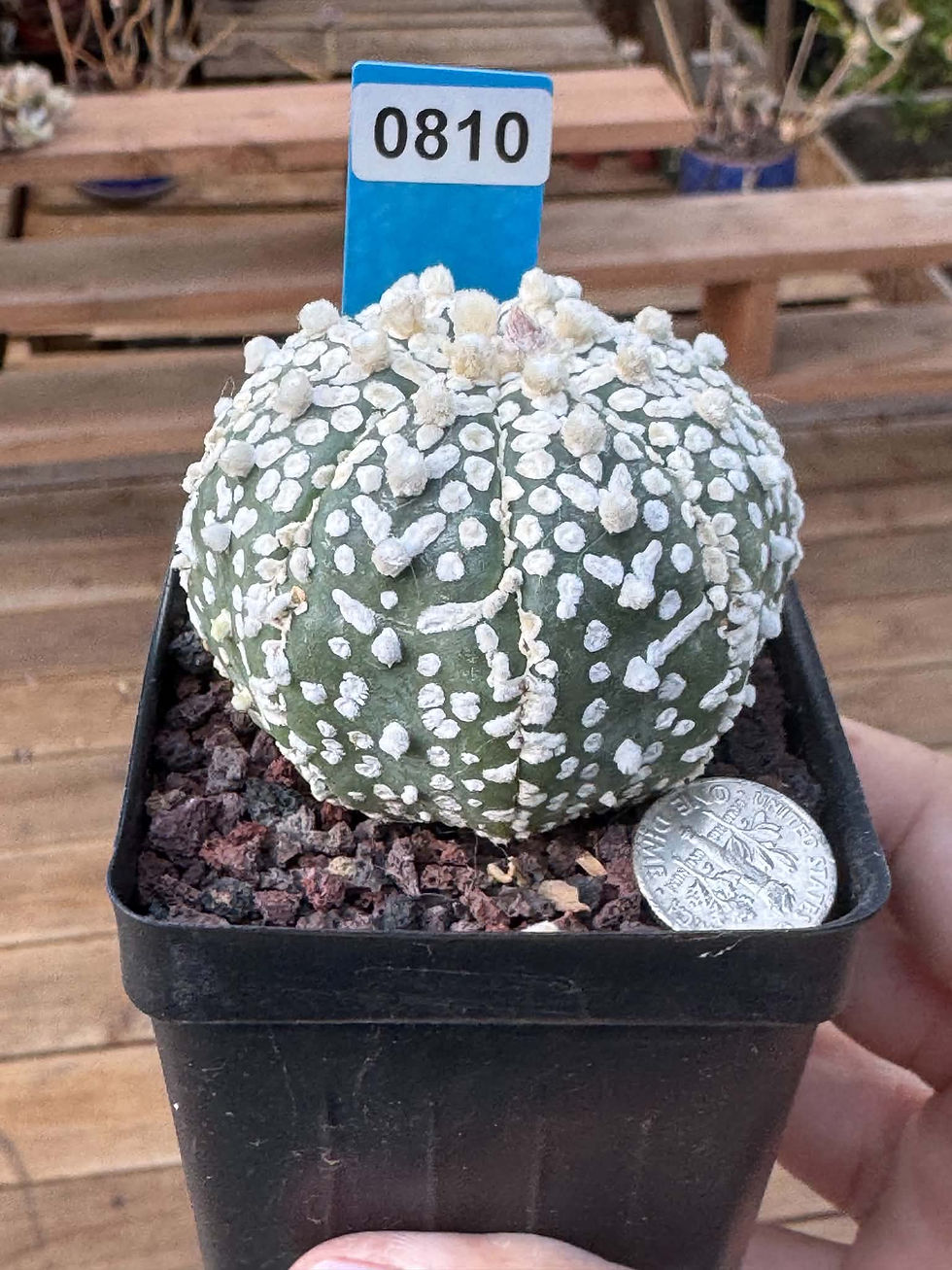 Thumbnail: Astrophytum asterias 'Super Kabuto'-Seed Growth-Thai imported #0810