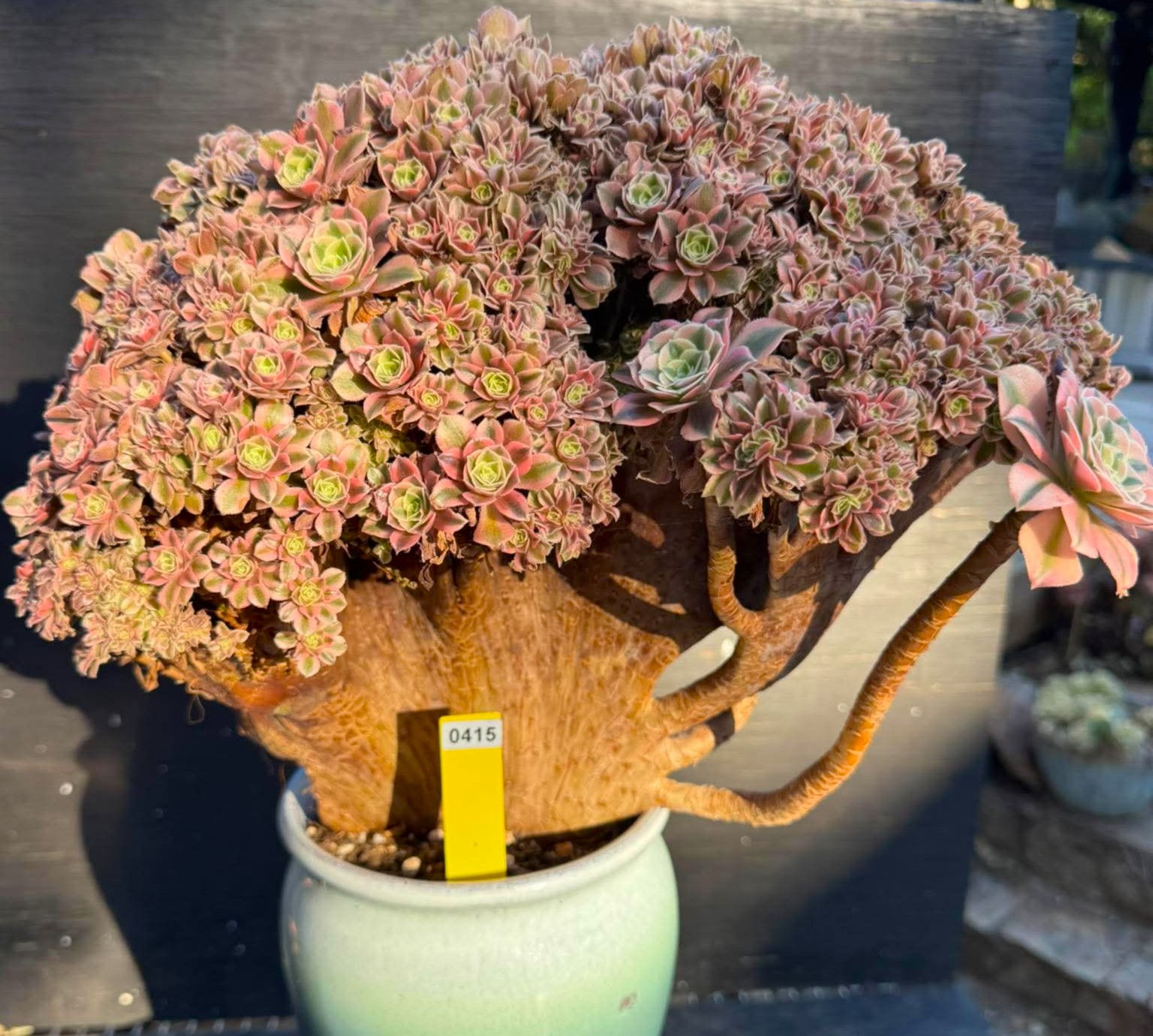 Aeonium Valentine crest #0415