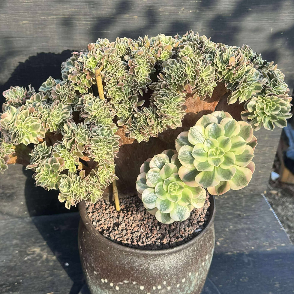 Aeonium White Witch variegated crest 17”