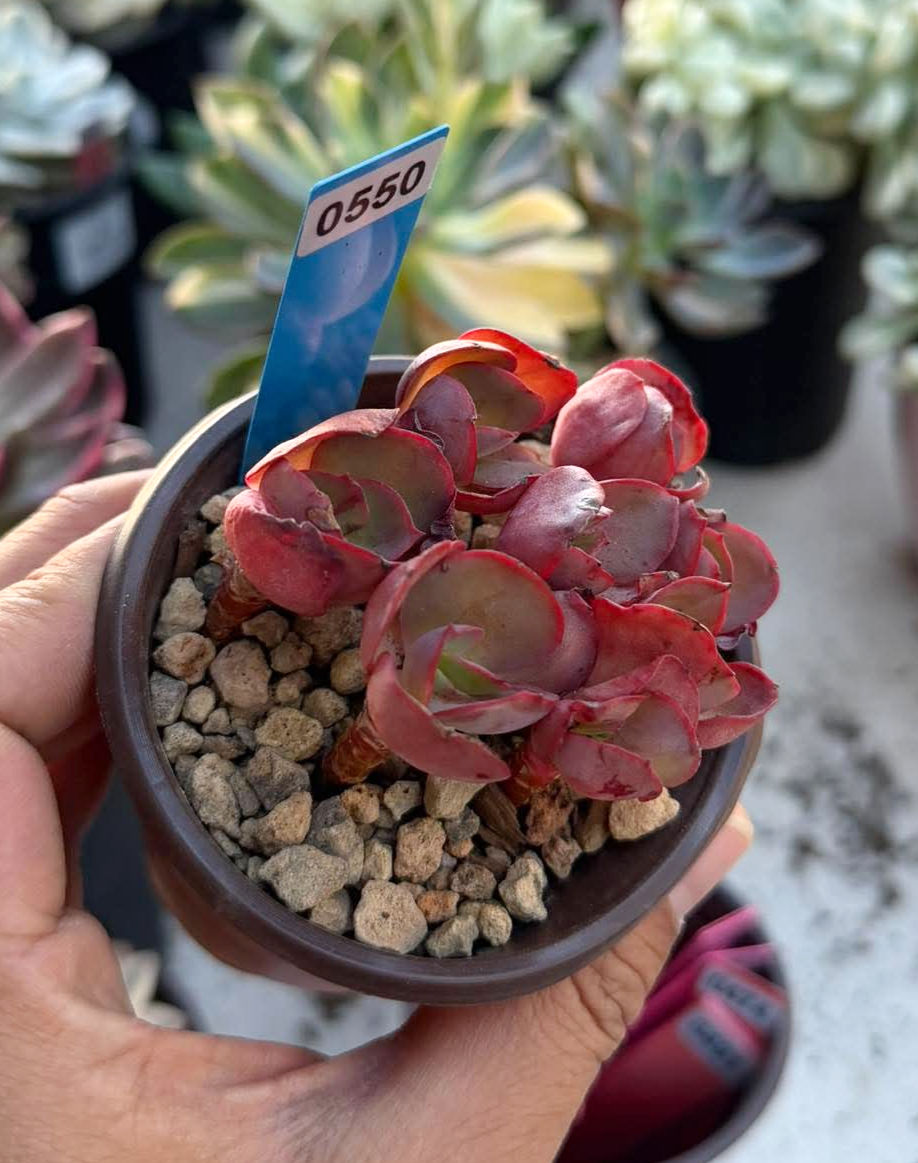 Thumbnail: Echeveria Suyon #0550