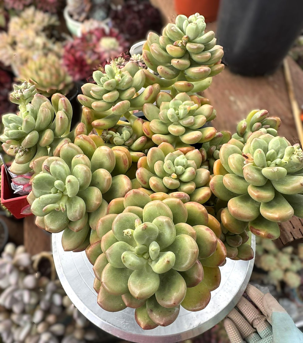 Thumbnail: Sedum Sunshine Rose cluster in 1 gallon pot #38