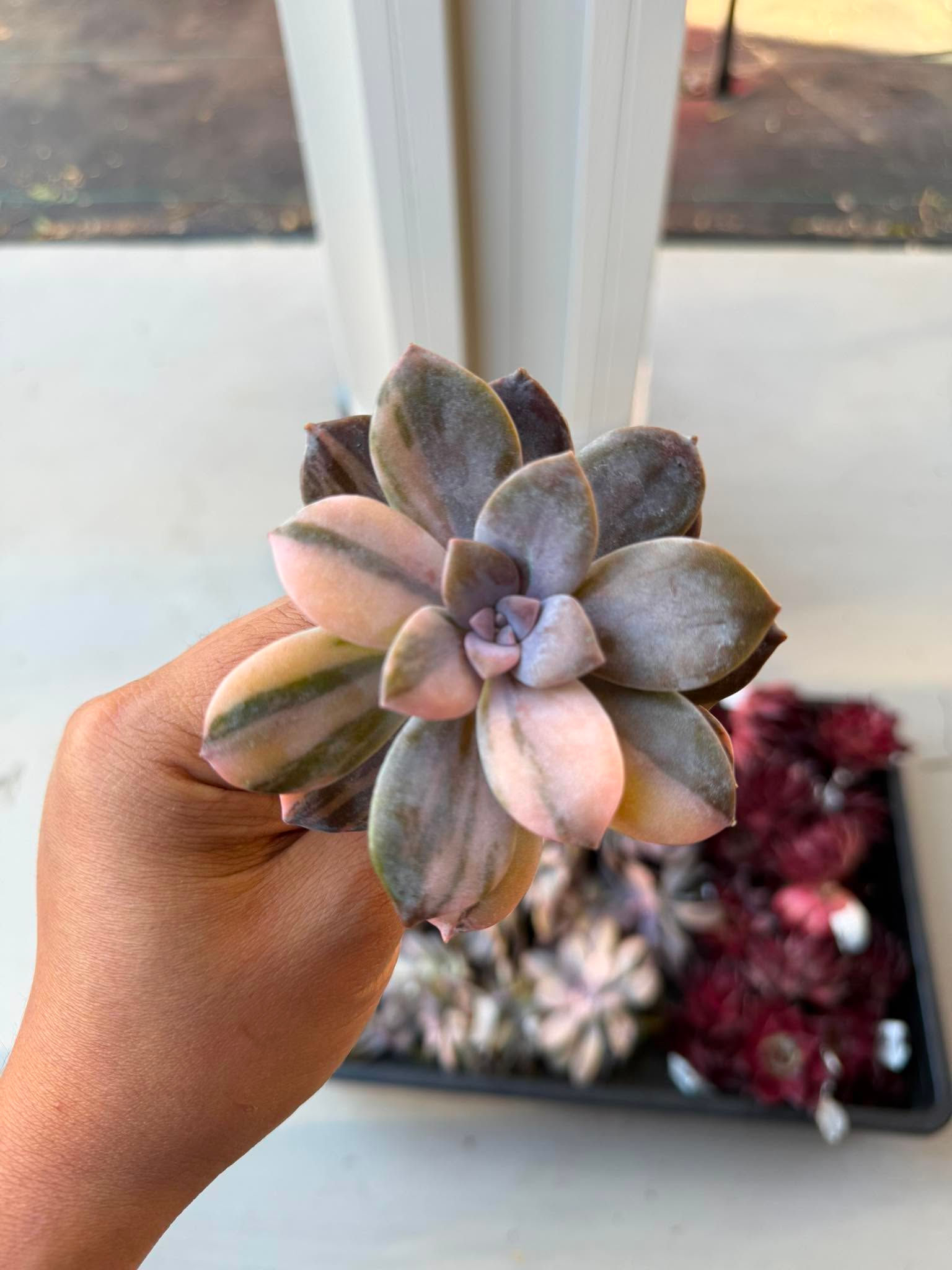 Graptopetalum superbum