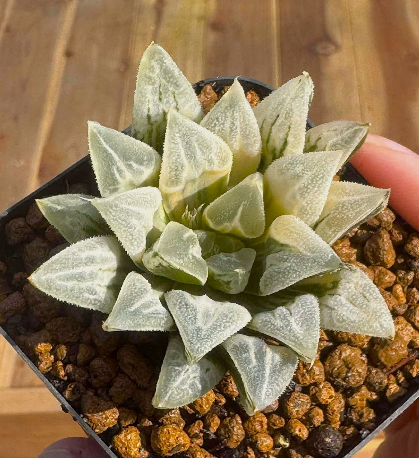 Haworthia Golden Heart variegated in 2.5” pot