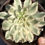 Thumbnail: Echeveria Butterfly variegated in 5” pot
