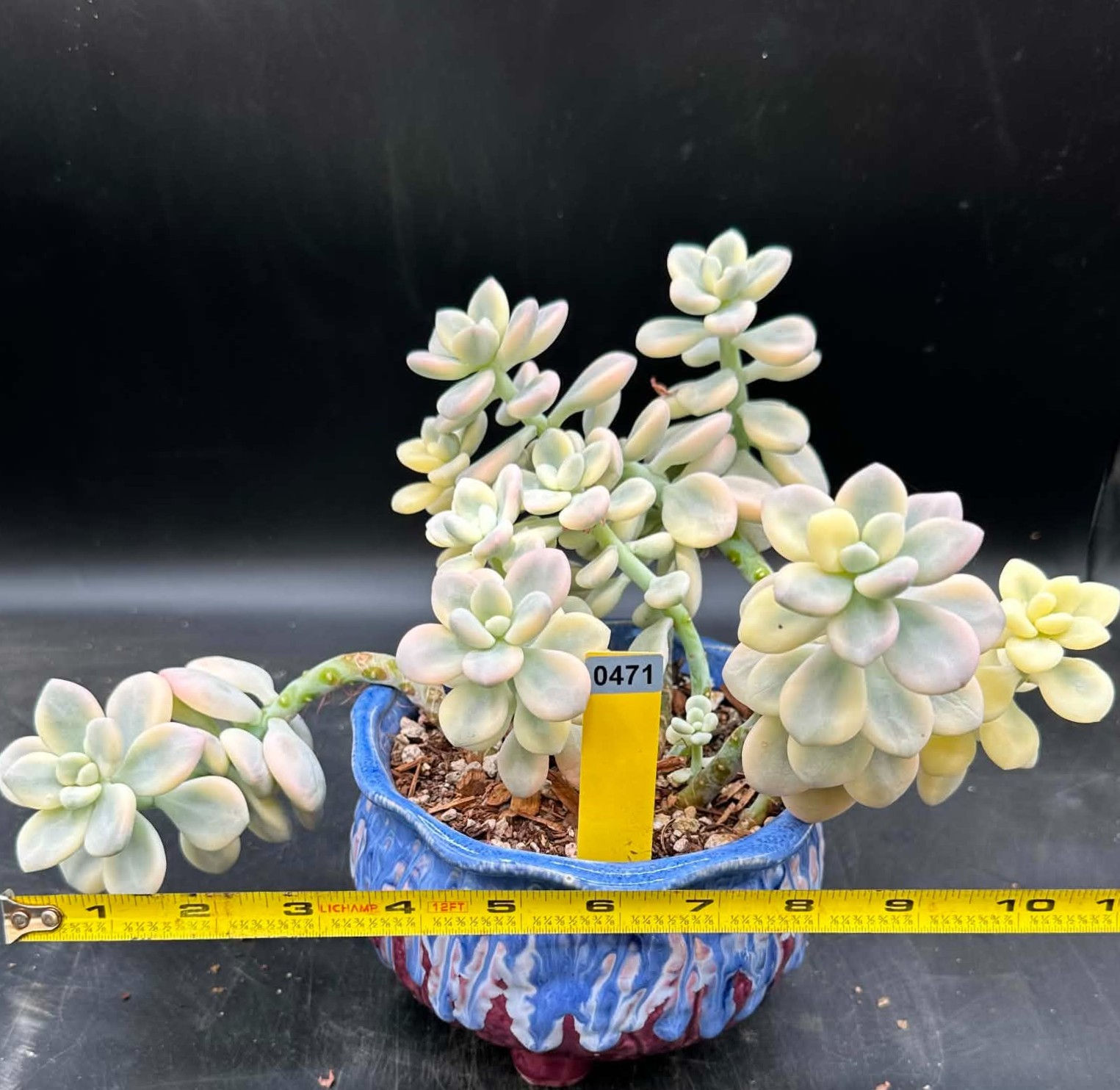 Pachyphytum Loushen variegated #0471
