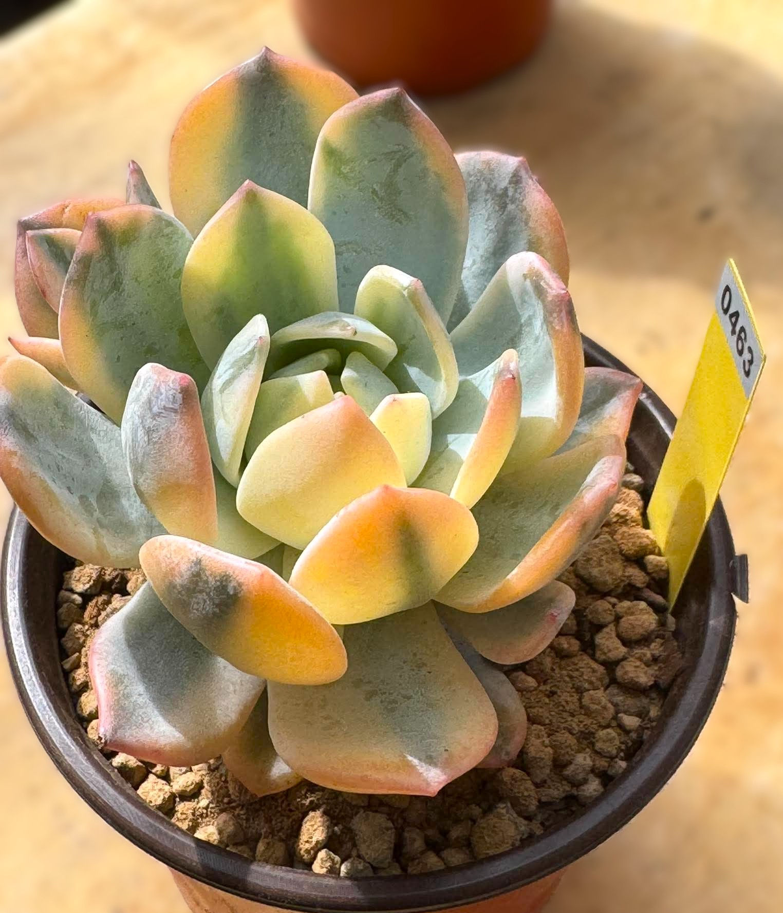 New variety-grafting Echeveria Blue Fog in 5” pot #0463
