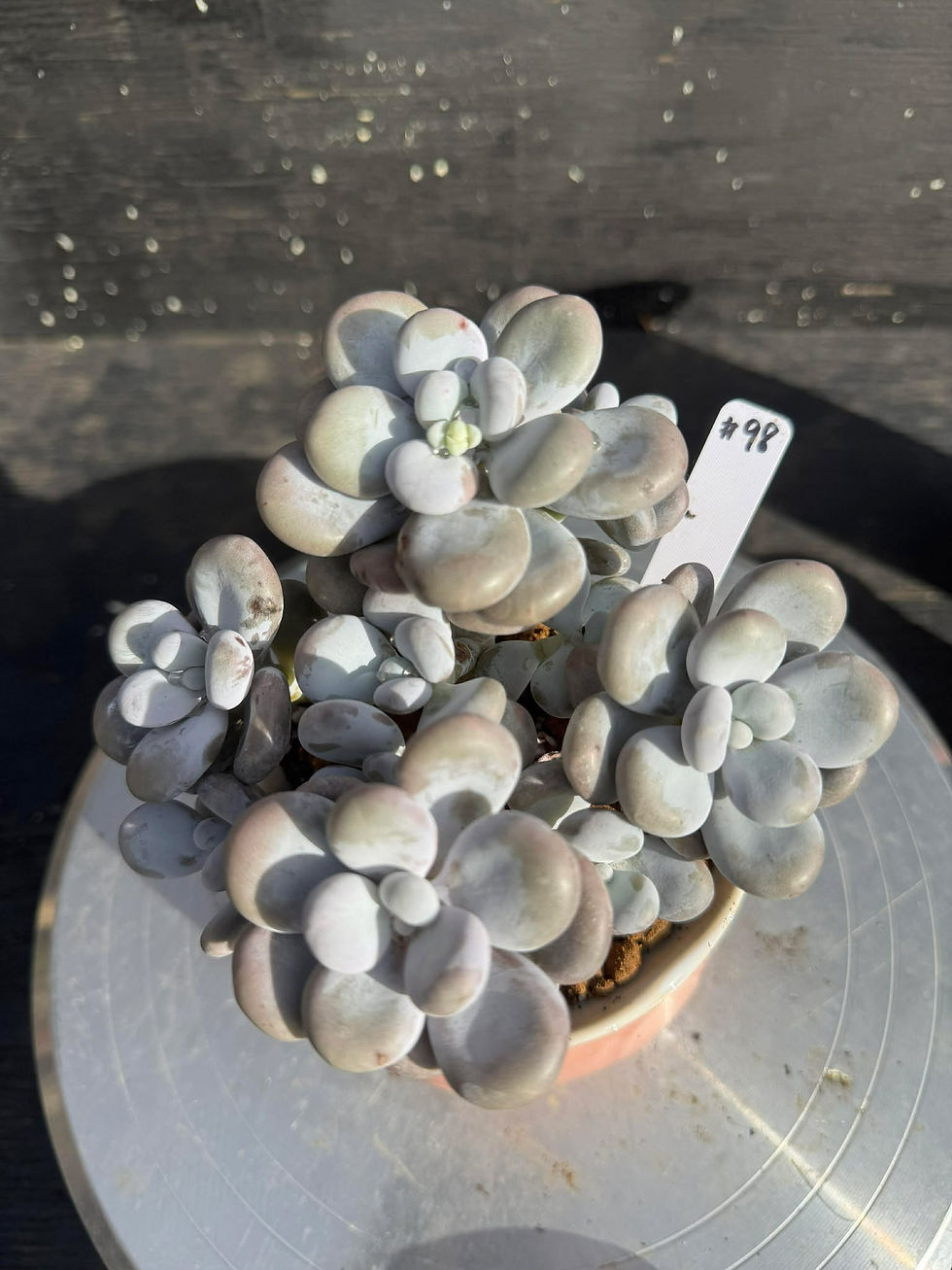 Thumbnail: Purple Moonstone round leaves