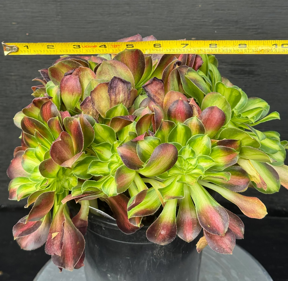 Thumbnail: Aeonium Shaohua variegated cluster #92