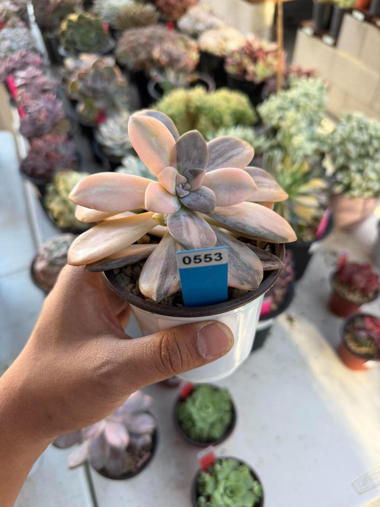 Graptopetalum Superbum #0553