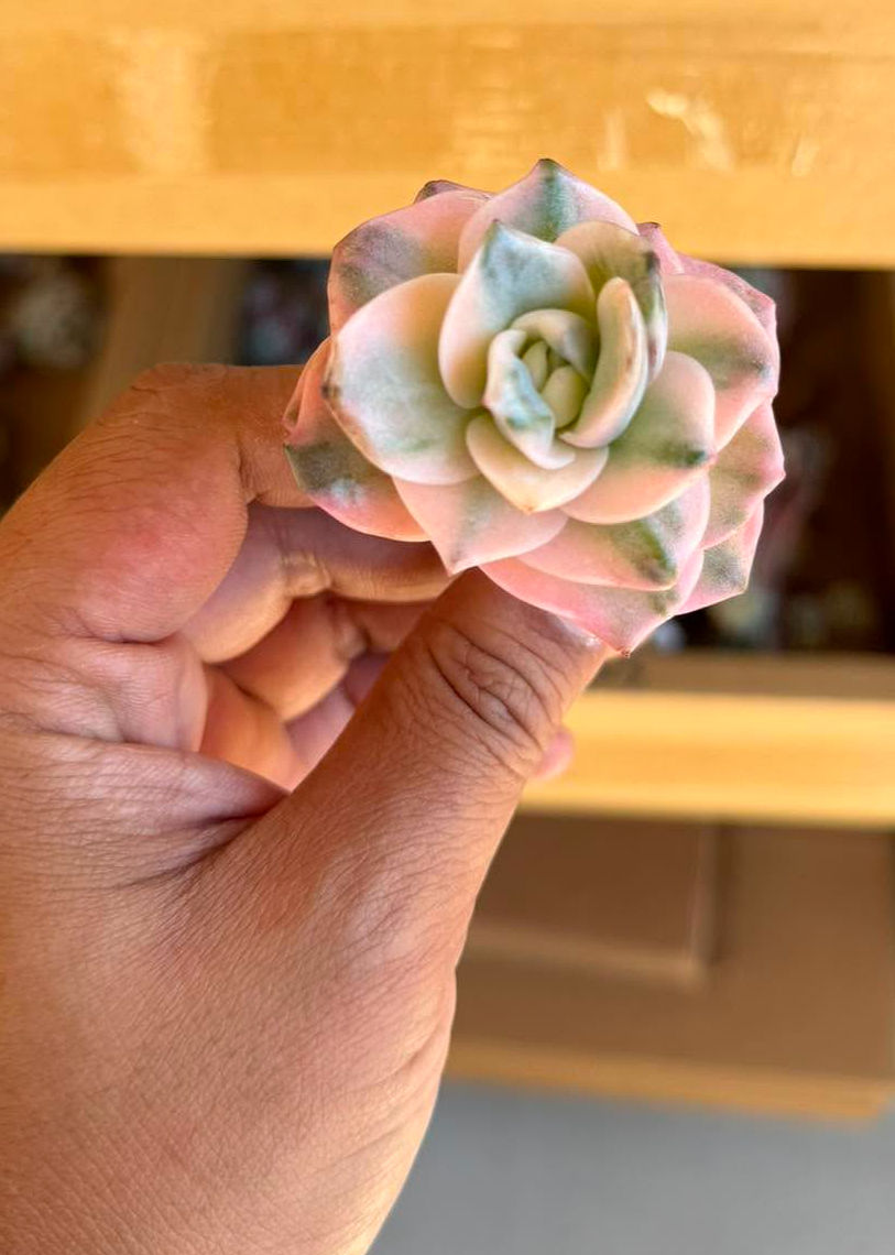 Echeveria lovely rose rainbow