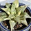 Thumbnail: Haworthia Hybrid Variegated