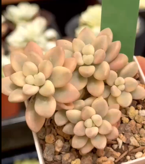 Allen variegated #0600
