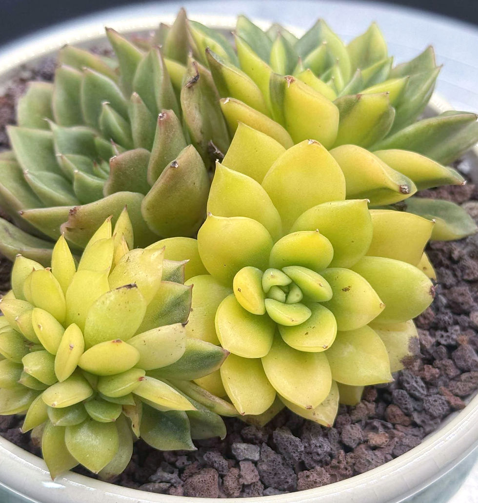 Thumbnail: Echeveria Yellow Bemba variegated cluster #106